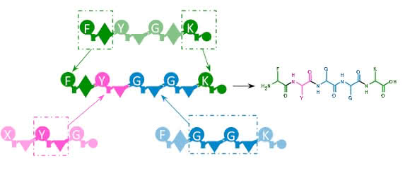 NRPS-Enzyme Peptid-Wirkstoffe aus dem Baukasten: Mit Enzym-Design ans Ziel