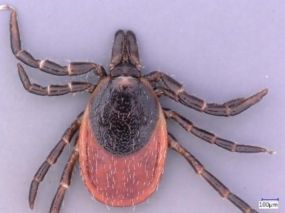 Ixodes inopinatus: Neue Zeckenart in Süddeutschland entdeckt Zecke