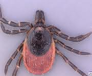 Ixodes inopinatus: Neue Zeckenart in Süddeutschland entdeckt Zecke