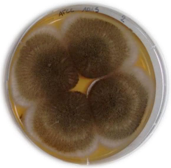 Aspergillus-niger-Pilz Aspergillus-niger-Pilz