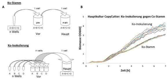 Impfstoffentwicklung: Polyvalente RNA-Wirkstoffcocktails biotechnologisch herstellen