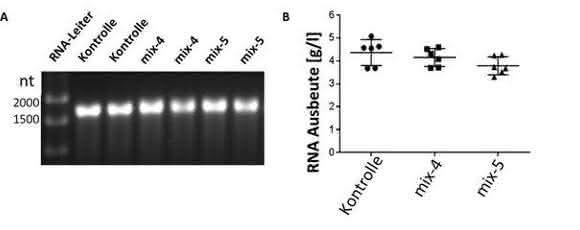 Impfstoffentwicklung: Polyvalente RNA-Wirkstoffcocktails biotechnologisch herstellen