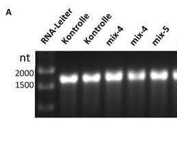 Impfstoffentwicklung: Polyvalente RNA-Wirkstoffcocktails biotechnologisch herstellen