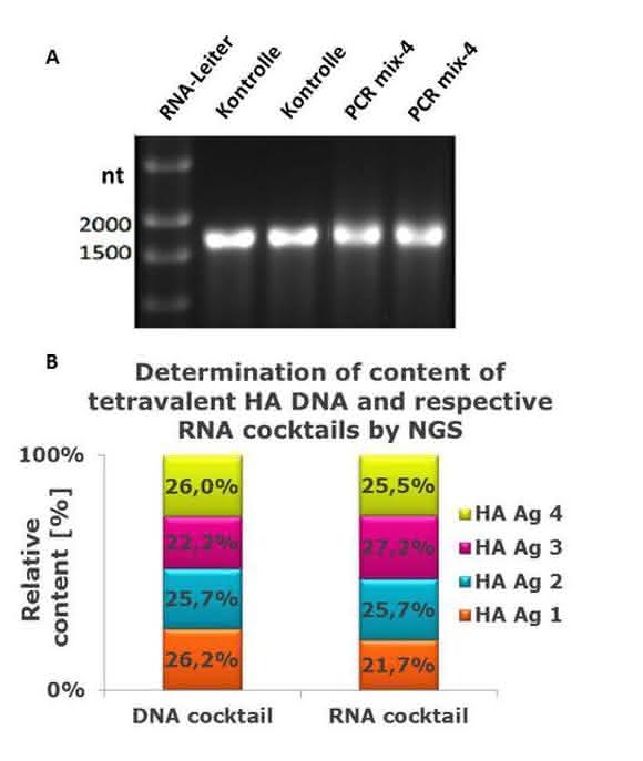 Impfstoffentwicklung: Polyvalente RNA-Wirkstoffcocktails biotechnologisch herstellen