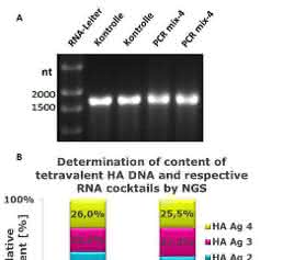Impfstoffentwicklung: Polyvalente RNA-Wirkstoffcocktails biotechnologisch herstellen