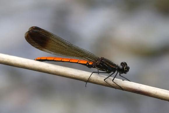 Trägt ihren Anteil zur Artenvielfalt bei: Kleinlibelle (Zygoptera). (Bild: Senckenberg)