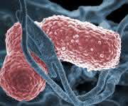 Klebsiella pneumoniae Multiresistente Bakterien: Wie natürliche Killerzellen Klebsiella besiegen