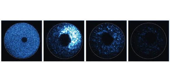 Trim-Away zerstört ein fluoreszierendes Protein in einer Eizelle