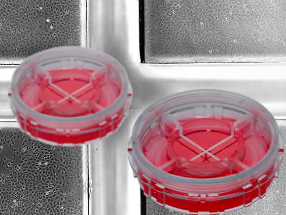 Simultane Zellkultur-Assays: Vier in einem Mikroskopie-Dish
