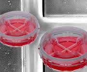 Simultane Zellkultur-Assays: Vier in einem Mikroskopie-Dish