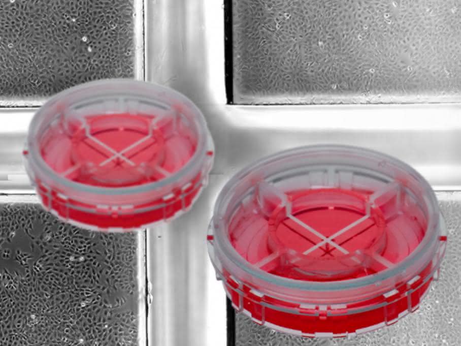 µ-Dish 35 mm Quad Simultane Zellkultur-Assays: Vier in einem Mikroskopie-Dish
