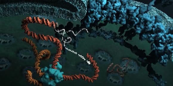 Die Erbsubstanz wird für den Transport in die Zelle wie eine Computerdatei komprimiert und in der Zelle entpackt. (Bild: Science animated by Bara Krautz bara@scienceanimated) Komprimierte Erbsubstanz - Grafik