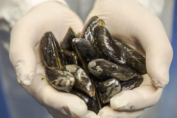 Superklebstoff aus Darmbakterien: Muschelbasierter Klebstoff für Knochenbrüche