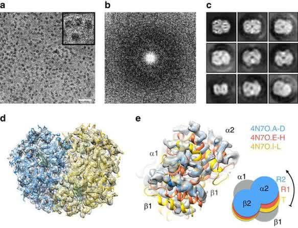 Ernst Ruska Prize 2017: Cryo-EM structure of haemoglobin at 3.2 Å determined with the Volta phase plate
