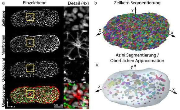 Lichtscheiben-Fluoreszenzmikroskopie: Biologische Proben in 3D