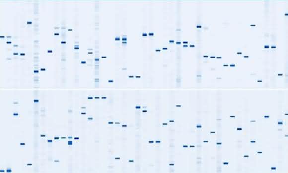 DigiWest-abgeleitete Western-Blot-„Mimics“ DigiWest-abgeleitete Western-Blot-„Mimics“