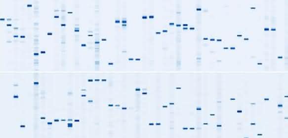 DigiWest-abgeleitete Western-Blot-„Mimics“