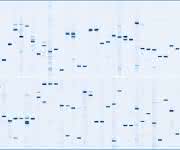 DigiWest-abgeleitete Western-Blot-„Mimics“