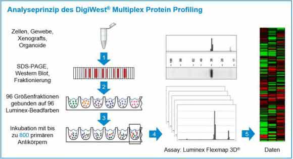 Übersicht des DigiWest-Analyseprinzips