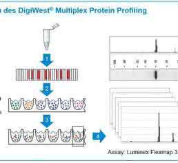Übersicht des DigiWest-Analyseprinzips