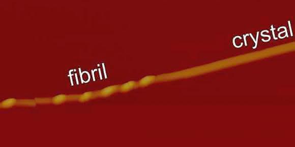 Amyloid-Fibrille Proteinfaltung: Amyloid-Fibrillen: Aus Fasern werden Kristalle