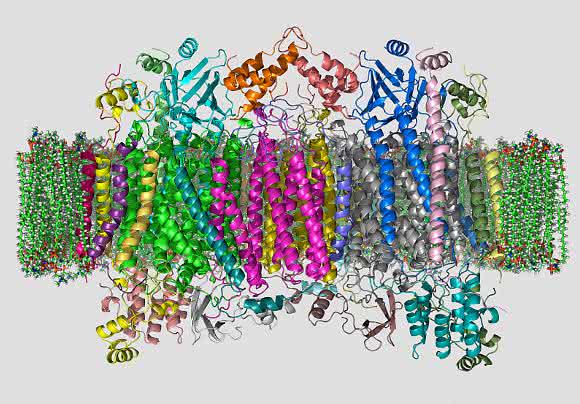 Cytochrom-c-Oxidase-Dimer (Bändermodell) Röntgen-Kristallographie: Proteinkomplexe optimieren mit neuem Analysengerät