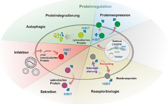 Zellregulation und Proteine: Schneller Nachweis unter physiologischen Bedingungen