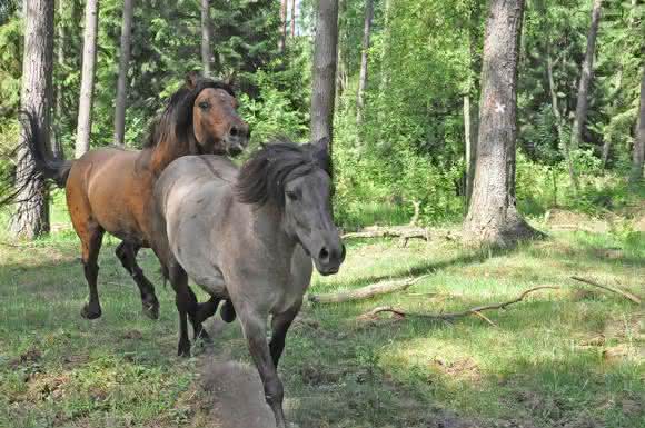 Fellfarben bei Pferden (Bild: Arne Ludwig/Leibniz-IZW) Fellfarben bei Pferden