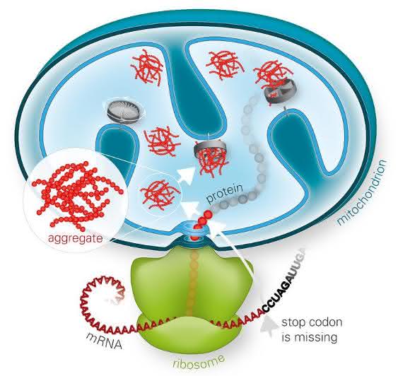 Versagt die Ribosomen-assoziierte Proteinqualitätskontrolle, können sich fehlgefaltete Proteine in den Mitochondrien zu toxischen Aggregaten anreichern und diese schädigen.