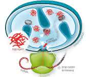 Versagt die Ribosomen-assoziierte Proteinqualitätskontrolle, können sich fehlgefaltete Proteine in den Mitochondrien zu toxischen Aggregaten anreichern und diese schädigen.