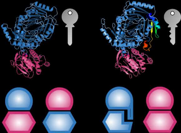 interface add-ons bei Proteinen Intermolekulare Bindungen: Proteine mit interface add-ons