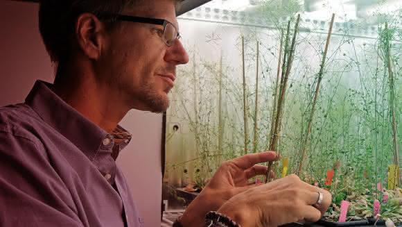 Polyploidisierungen bei Pflanzen Pflanzengenome: Mechanismus zur Verdoppelung entdeckt