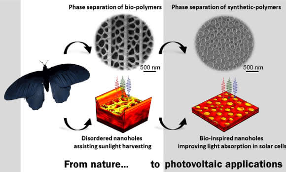 Energienutzung optimiert: Schmetterlingsflügel inspiriert Photovoltaik