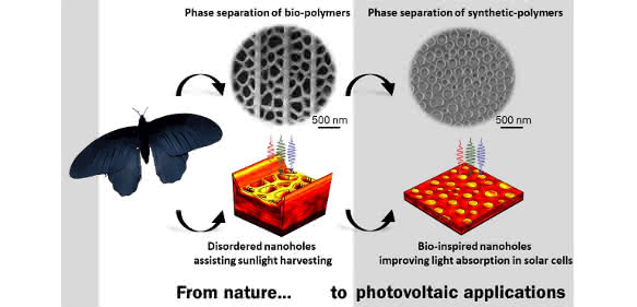 Energienutzung optimiert: Schmetterlingsflügel inspiriert Photovoltaik