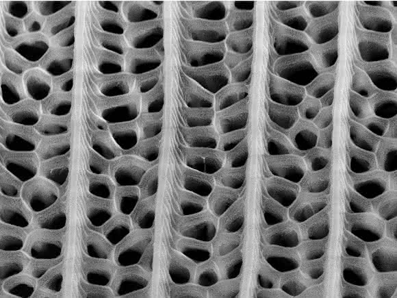 Nanostrukturen auf dem Flügel von Pachliopta aristolochiae lassen sich auf Solarzellen übertragen und steigern deren Absorptionsraten um bis zu 200 Prozent (Grafik: Radwanul H. Siddique, KIT/CalTech)