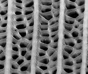 Nanostrukturen auf dem Flügel von Pachliopta aristolochiae lassen sich auf Solarzellen übertragen und steigern deren Absorptionsraten um bis zu 200 Prozent (Grafik: Radwanul H. Siddique, KIT/CalTech) Nanostrukturen auf dem Flügel von Pachliopta aristolochiae lassen sich auf Solarzellen übertragen und steigern deren Absorptionsraten um bis zu 200 Prozent (Grafik: Radwanul H. Siddique, KIT/CalTech)