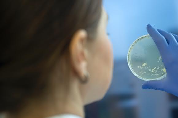 Neue Antibiotika entwickeln – von der Idee bis zum Proof-of-Concept: In dem deutsch-australischen Projekt iCAIR engagieren sich Forscher des Fraunhofer ITEM, der MHH in Hannover und der Griffith University in Australien (Bild: Fraunhofer ITEM) Neue Antibiotika entwickeln – von der Idee bis zum Proof-of-Concept - im deutsch-australischen Projekt iCAIR