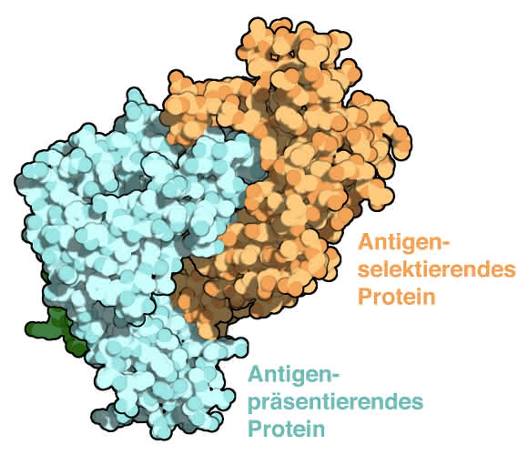Modell des aufgeklärten Protein-Komplexes
