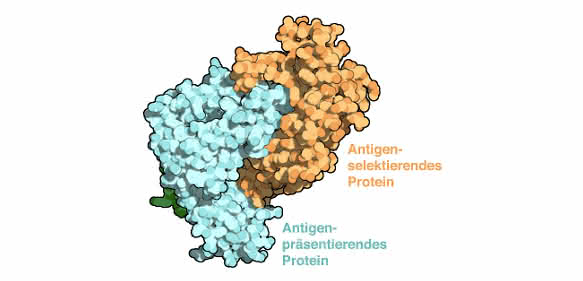 Modell des aufgeklärten Protein-Komplexes