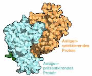 Modell des aufgeklärten Protein-Komplexes