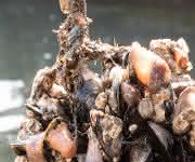 Tests unter Realbedingungen in der Nordsee zeigen: Oberflächen ohne Lackbeschichtung sind anfällig für starken biologischen Bewuchs durch Mikroorganismen. (Bild: Evonik) Biologischer Bewuchs durch Mikroorganismen
