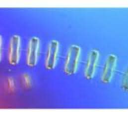 Algen als Bioreaktoren: Bestseller aus Mikrofabriken