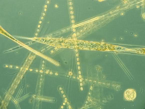 Phytoplankton, Diatomeen, Bacillariophyceae, Rhizosolenia spec