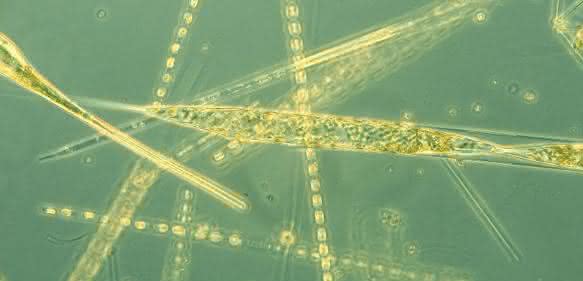 Phytoplankton, Diatomeen, Bacillariophyceae, Rhizosolenia spec