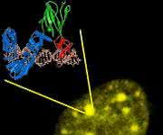 Wie entstehen Krankheiten?: Epigenetische Informationen aus lebenden Zellen gewinnen