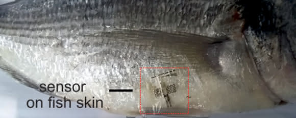Fisch mit Sensor