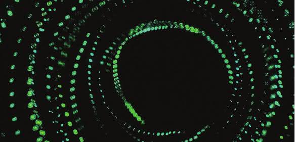 Zellbiologie: Das Motorprotein tanzt in unseren Zellen