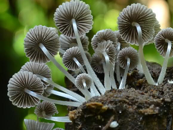 Coprinellus disseminatus (Gesäter Tintling, Kolumbien)