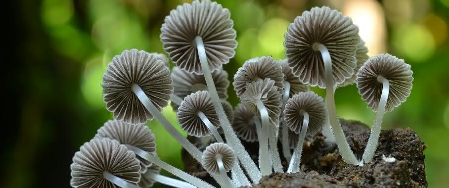 Coprinellus disseminatus (Gesäter Tintling, Kolumbien): In dieser Gattung totholzzersetzender Pilze ist die Zahl der geschätzten Arten etwa so hoch wie die Zahl der bekannten Arten (Bild: R. Lücking / Botanischer Garten und Botanisches Museum Berlin) Coprinellus disseminatus (Gesäter Tintling, Kolumbien)