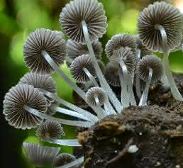 Coprinellus disseminatus (Gesäter Tintling, Kolumbien)